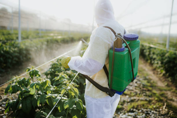 Best Ant Control Services  in Lynnwood, WA